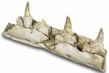 Mosasaur (Eremiasaurus?) Jaw with Three Teeth - Morocco #259671-2